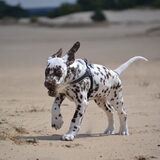 Foto van loveDogs