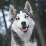 Foto van Lavina
