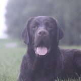 Foto van Lavina