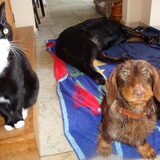 Keela en Dazzle, net terug van een wandeling. Cash slaapt al languit en…