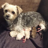 Nayca en haar 5 pups. Geboren op 29 juli 2016