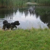 Foto van sylvia