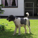 Cindy, mijn grote harlekijn poedel, herplaatser
