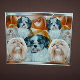 Foto van liesbeth,Turbo,Luna, Levi en Faith