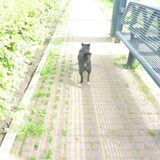 Foto van Roos,Jeff † en Waldo † en Mootje †