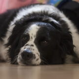 Foto van Angelique; Bruno, Charlie & Fenna
