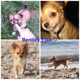 Foto van Lisa; Bobbie, Bentley & Lilly