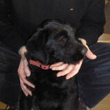 Als puppending (ongeveer 2,5 maanden oud hier)