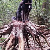 Foto van Ciska en Spanjaardje Moh (Bambi r.i.p.)