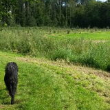 Foto van sylvia