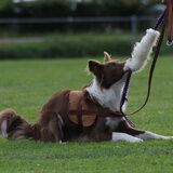 Foto van team border lolly