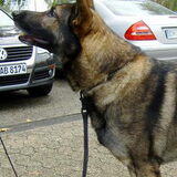 Boy uit Beverwijk. Ipo 2