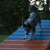 Foto van Angelique; Bruno, Charlie & Fenna