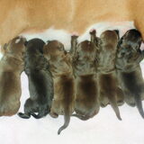 6 prachtige pups, 3 teefjes 3 reutjes