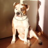 Gangster, de hond van mijn zwager