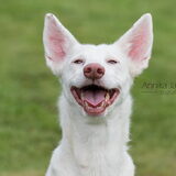 Foto van Team Podenco ( Luuk)