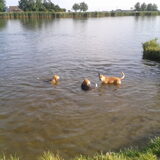 Zwemmen in t oude veer