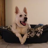 Foto van Koning Obi