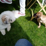 Foto van Nori met Chewy, Ayla, Leiah & Mace