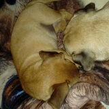 Foto van Nori met Chewy, Ayla, Leiah & Mace