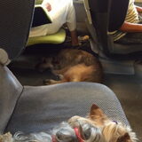 Honden toegelaten op TGV ........