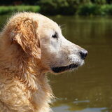 Foto van Wilma en Dobby (RIP)