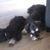 Foto van Silla en Bo & Yunah