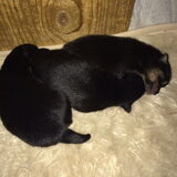 Over 3 weken een pup kiezen!