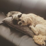 Foto van christel bumper en milo
