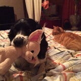 Foto van thebarkingstars