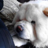 Foto van Nori met Chewy, Ayla, Leiah & Mace