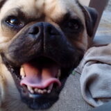 Foto van Nori met Chewy, Ayla, Leiah & Mace