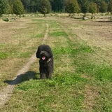 Foto van sylvia