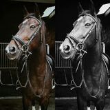 Foto van Hannah & Bink† en Beertje