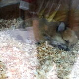 Is dit een vos??! Ik schrok me rot toen ik dit hondje in de winkel…