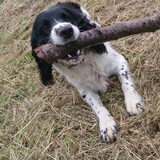 Foto van thebarkingstars