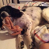 Foto van thebarkingstars