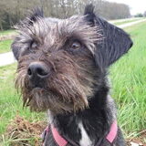 Foto van Ciska en Spanjaardje Moh (Bambi r.i.p.)
