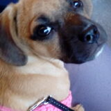 Foto van Nori met Chewy, Ayla, Leiah & Mace