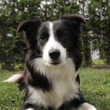 Knappe Lynn
