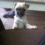 Foto van Nori met Chewy, Ayla, Leiah & Mace