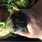 Foto van Nori met Chewy, Ayla, Leiah & Mace
