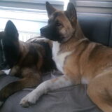 Foto van Jackie en Kiba:)