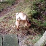 Foto van Nori met Chewy, Ayla, Leiah & Mace