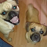 Foto van Nori met Chewy, Ayla, Leiah & Mace