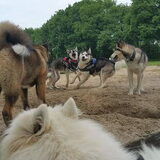 Foto van Jackie en Kiba:)
