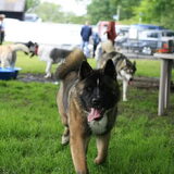 Foto van Jackie en Kiba:)