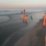 Foto van Jackie en Kiba:)