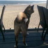 Foto van Jackie en Kiba:)
