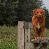Foto van Luan en Lenne